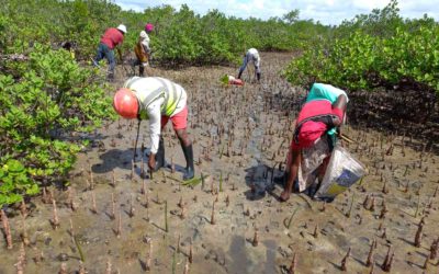 TotalEnergies disponibiliza 760 Mil Dólares Para Restauração de Mangais em Cabo Delgado